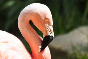 Chilean-Flamingo1-300x200.jpg