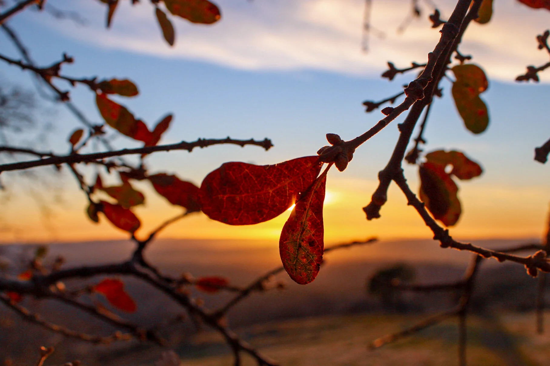 Solvang School: Inspired in Nature
