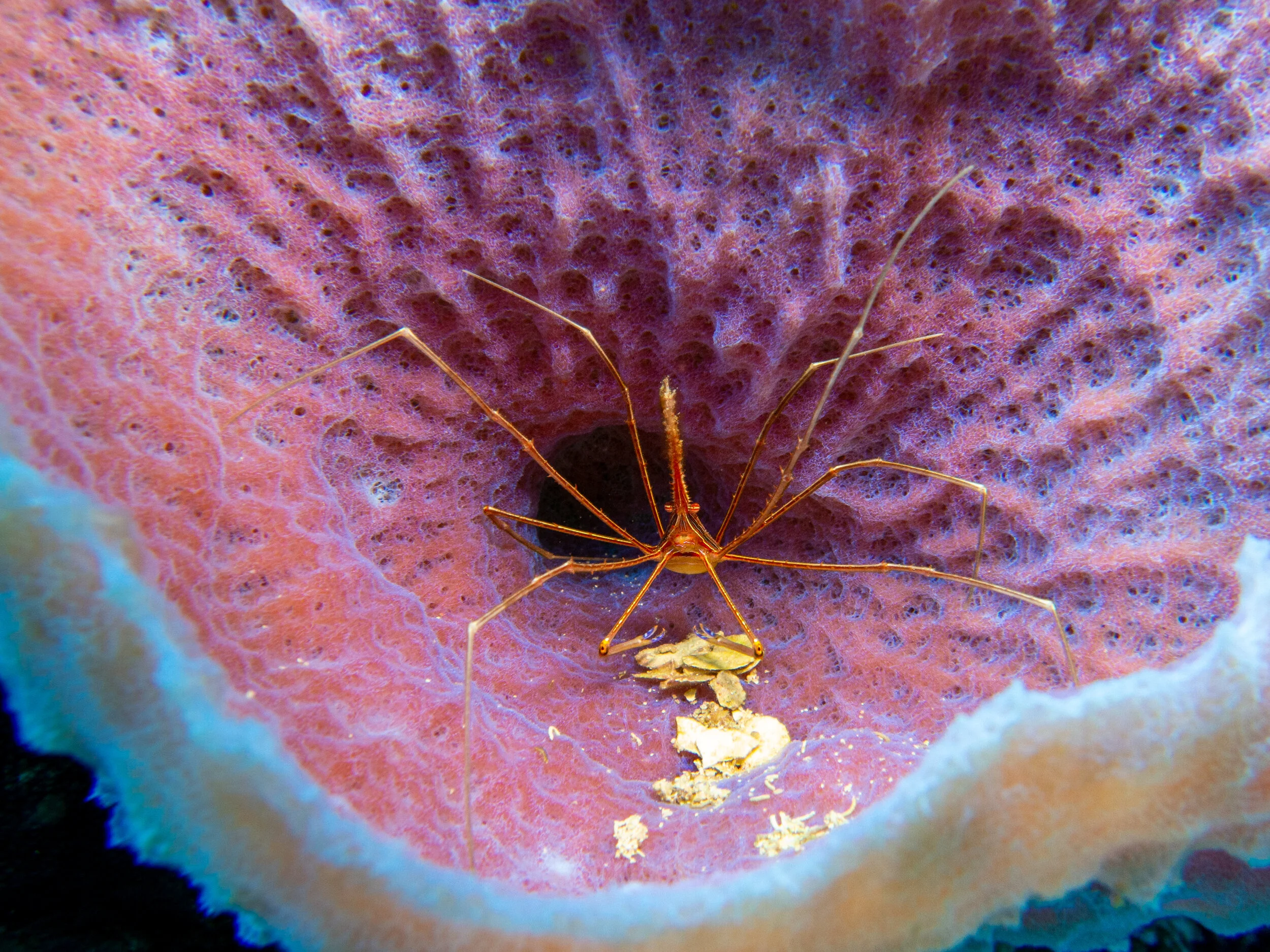 Looking Beyond the Pandemic: An Online Collaboration with Allan Hancock College