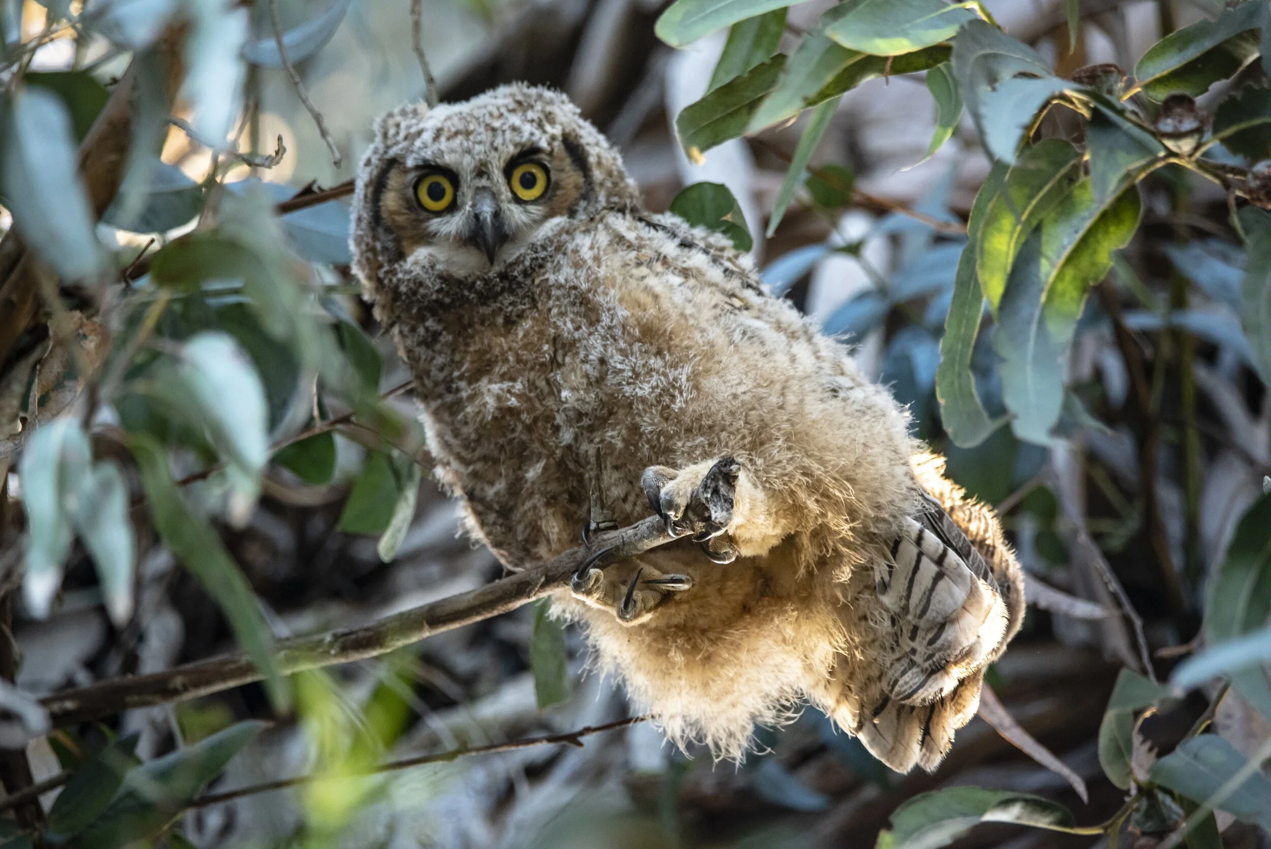 Critters of the Tri-County Region: 2020 Photography Juried Competition