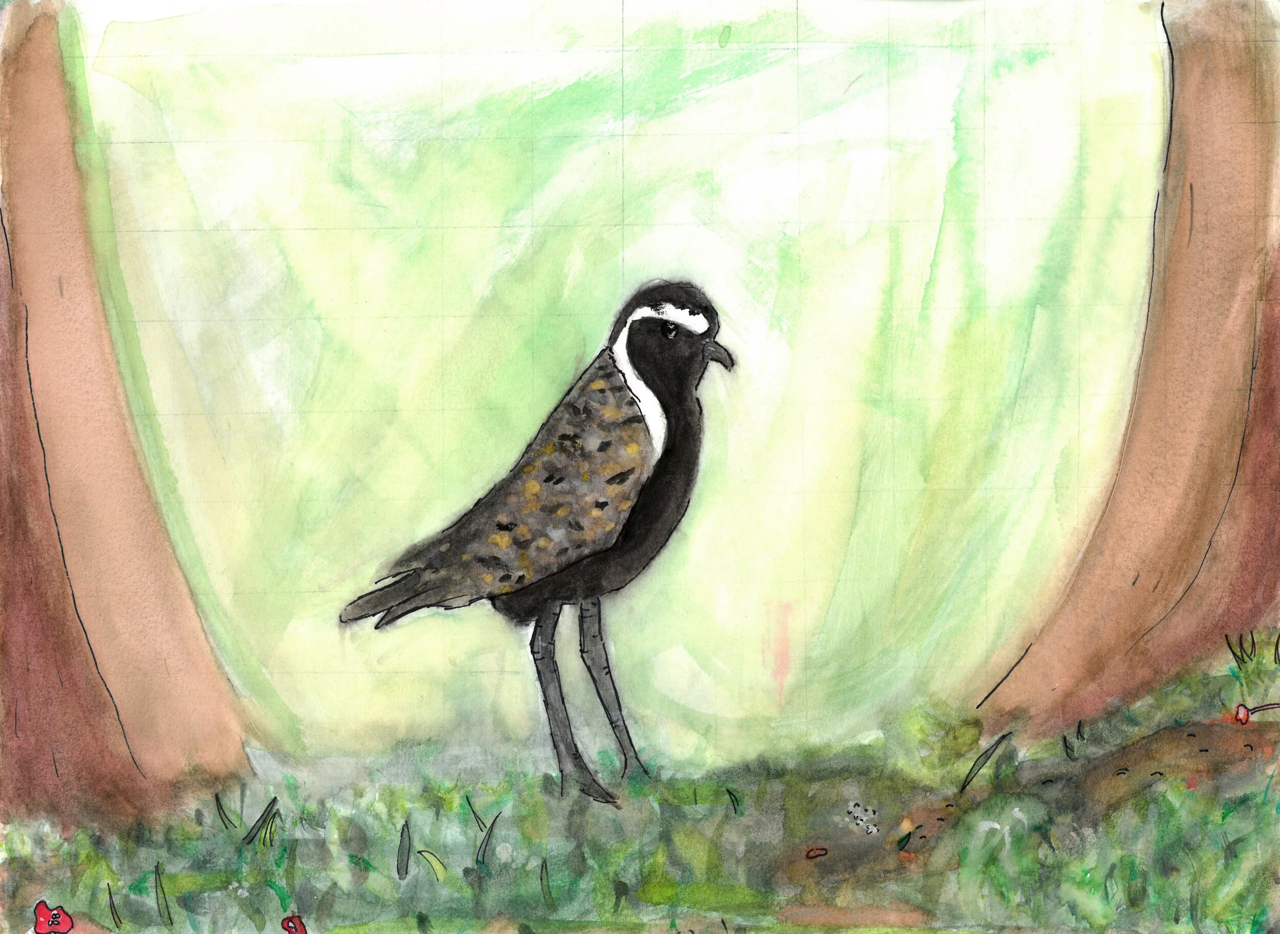 Solvang School: Bird Studies