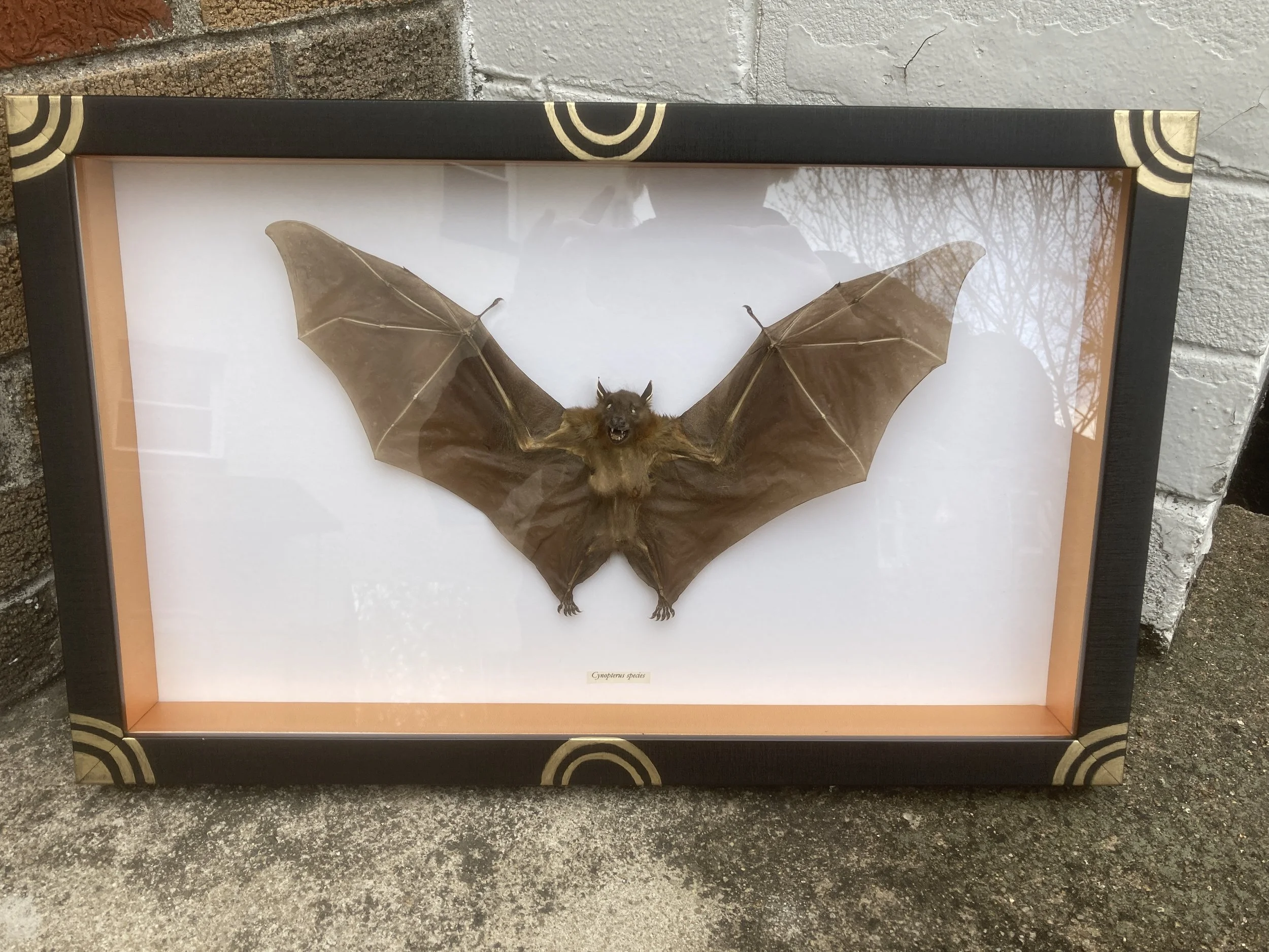 Bat Shadowbox / Gold Spacers