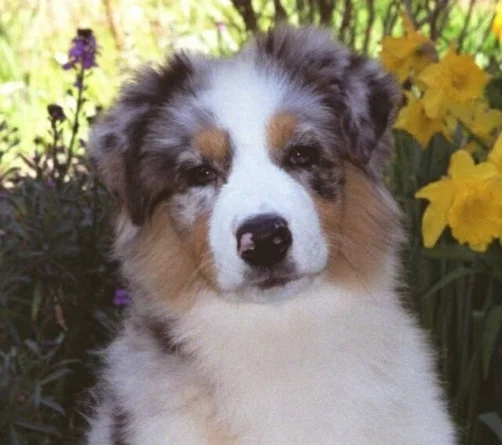 pup2.jpg