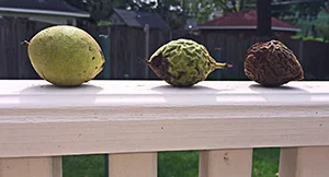 walnuts