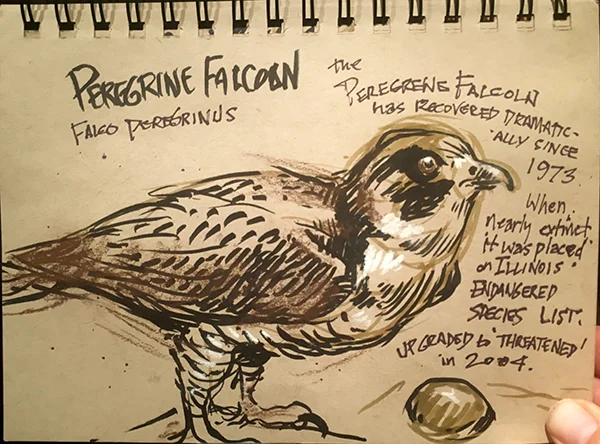 PeregrineFalcon.jpg
