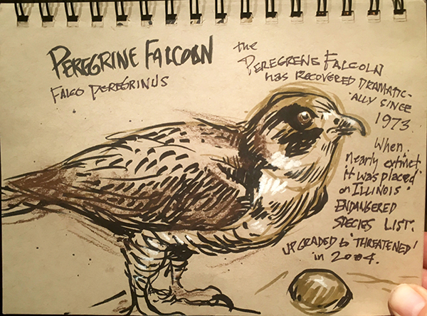 Chicago Field Museum sketchbook