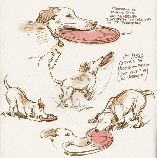 More dog sketches