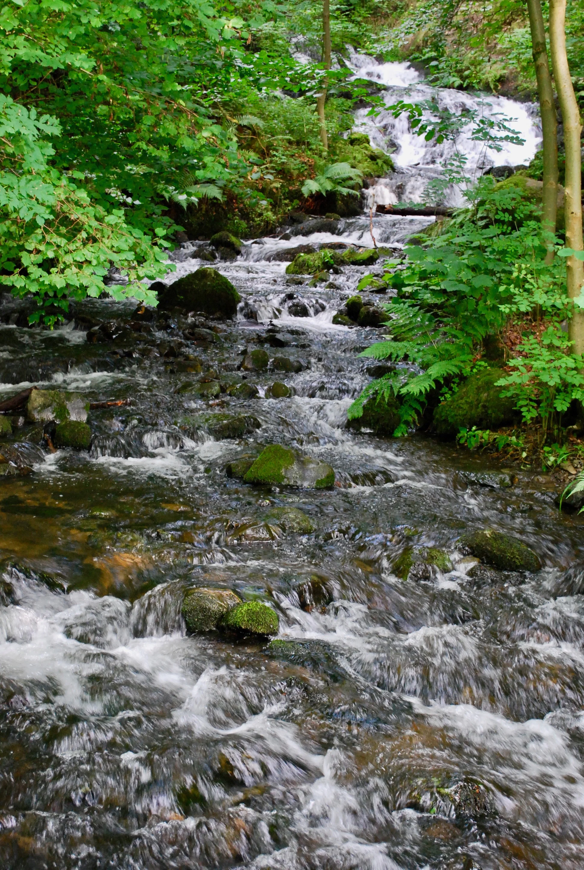 DSC_0286.jpg