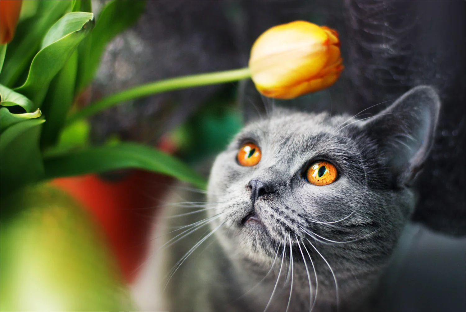 How to Keep Your Cat Safe From Poison