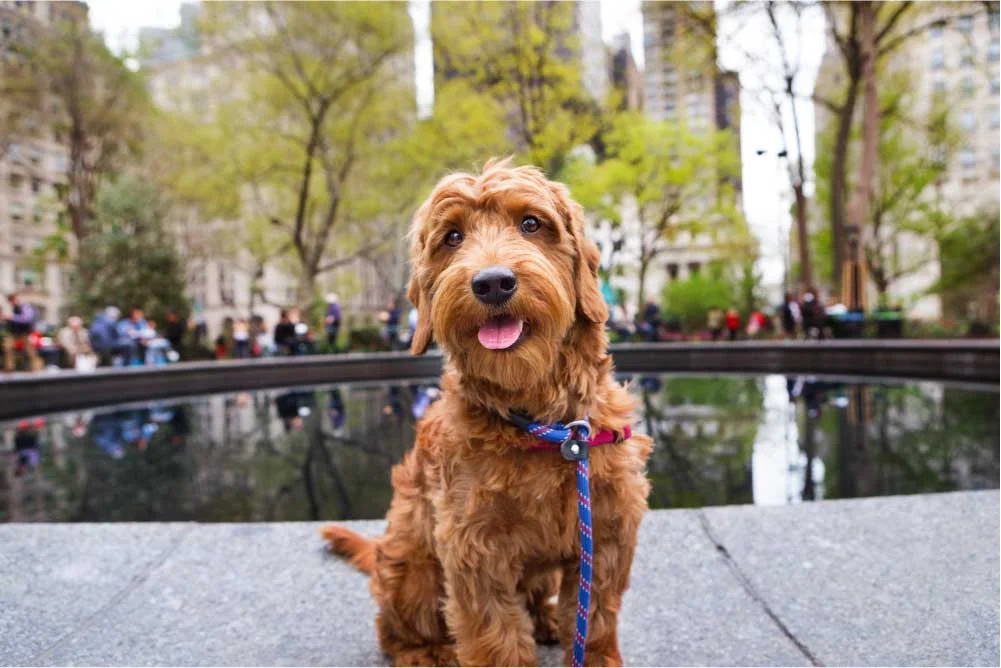 Should I get a dog in NYC?