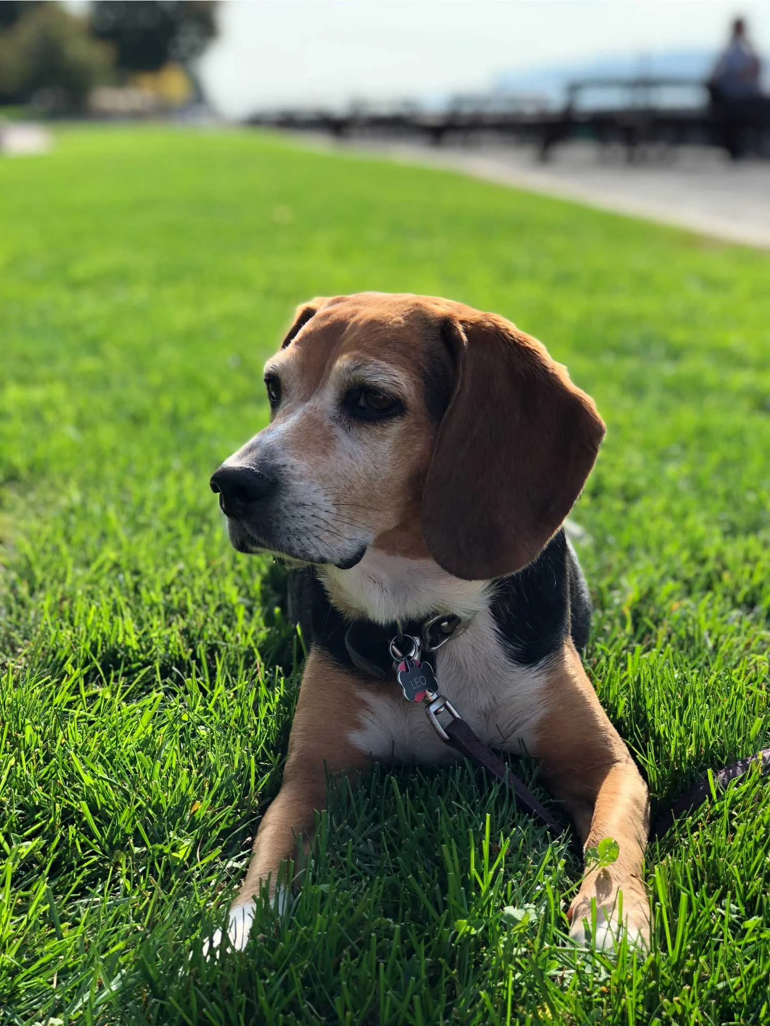 FINAL_perfect-pooch-nyc_Leo.jpg