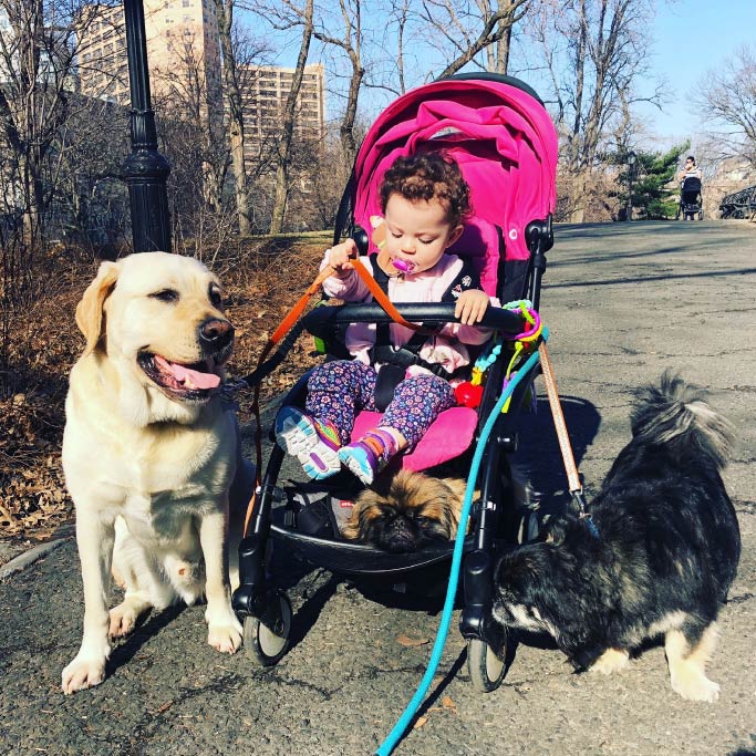 Pet Sitters & Dog Walkers at The Perfect Pooch NYC About — The