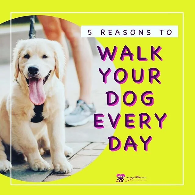 The Fun Guide For Pet Owners In NYC — The Perfect Pooch NYC