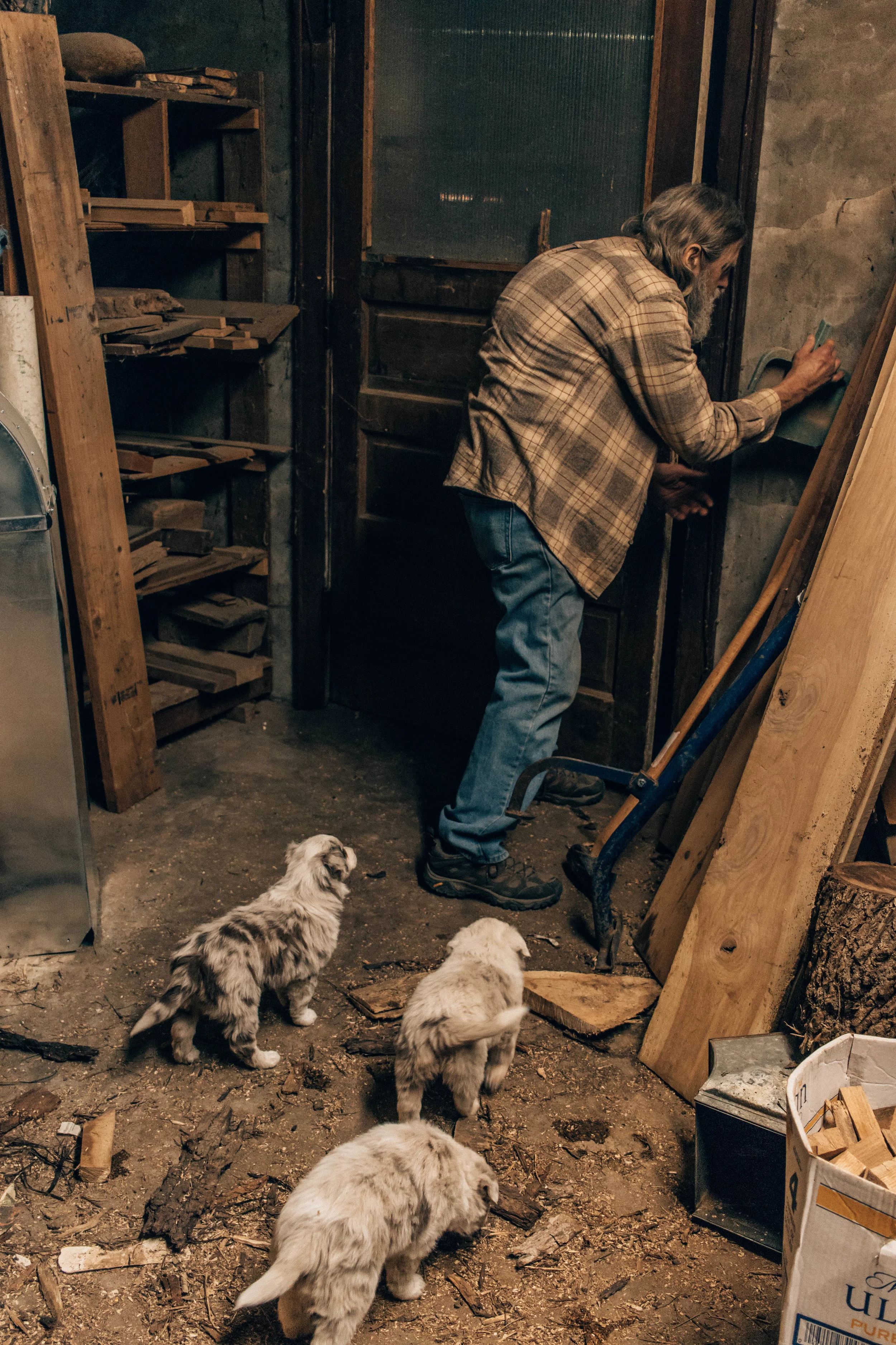 general_store_puppies3.jpg