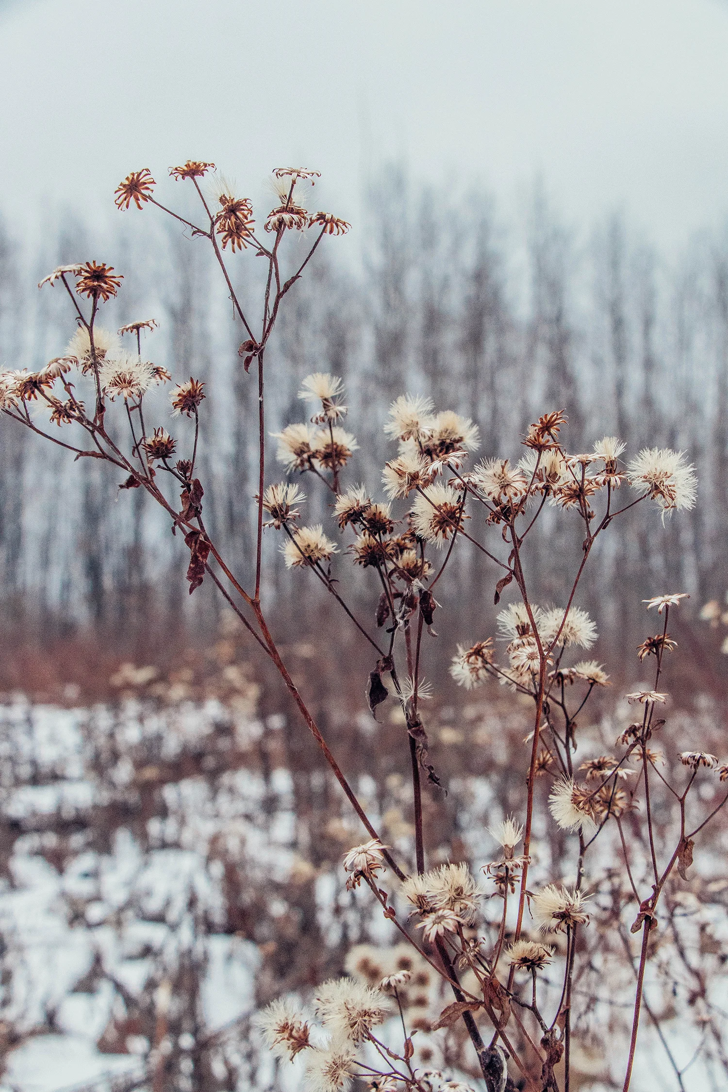 winter_survival_plants.jpg