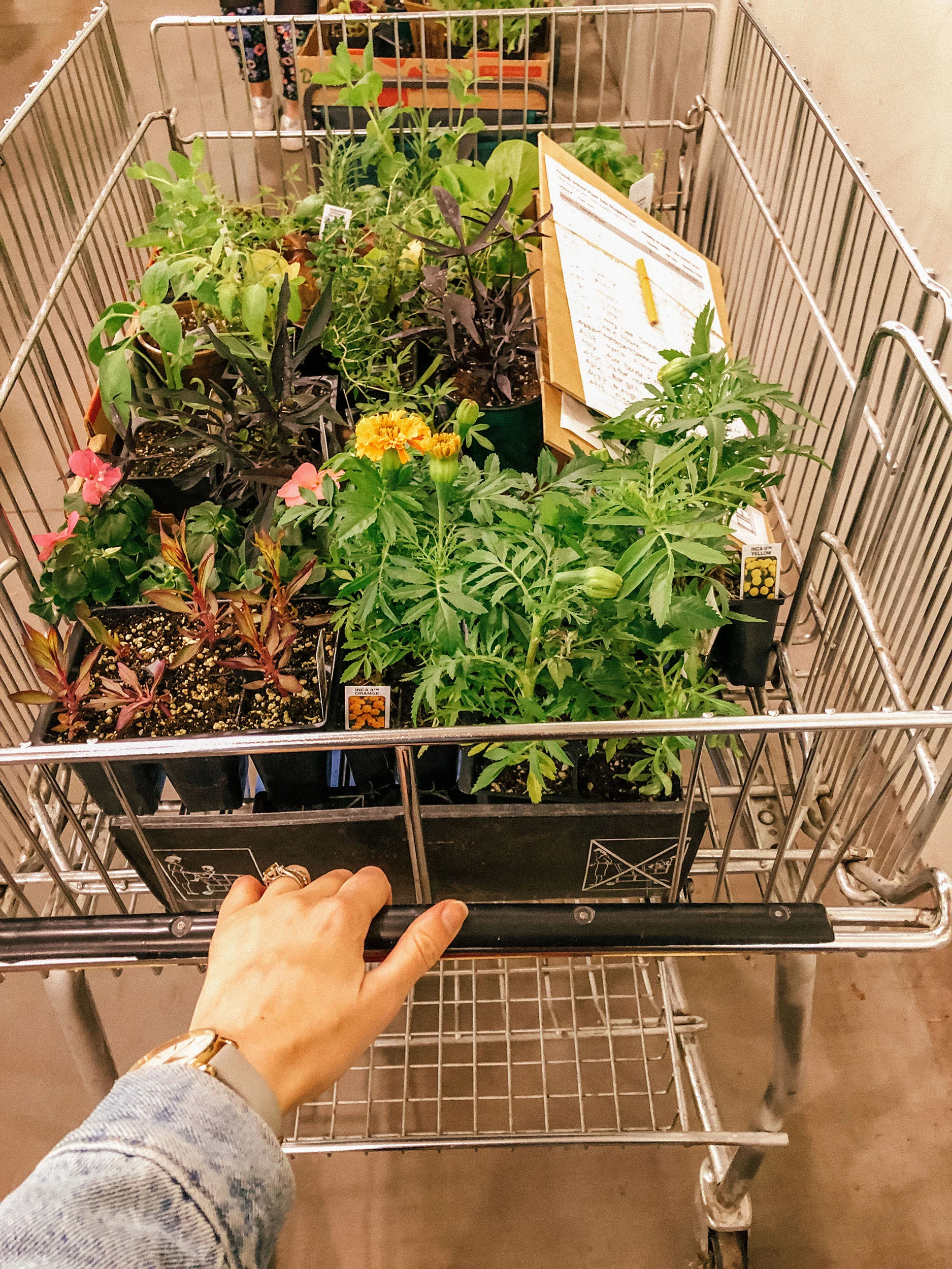 plant_sale.jpg