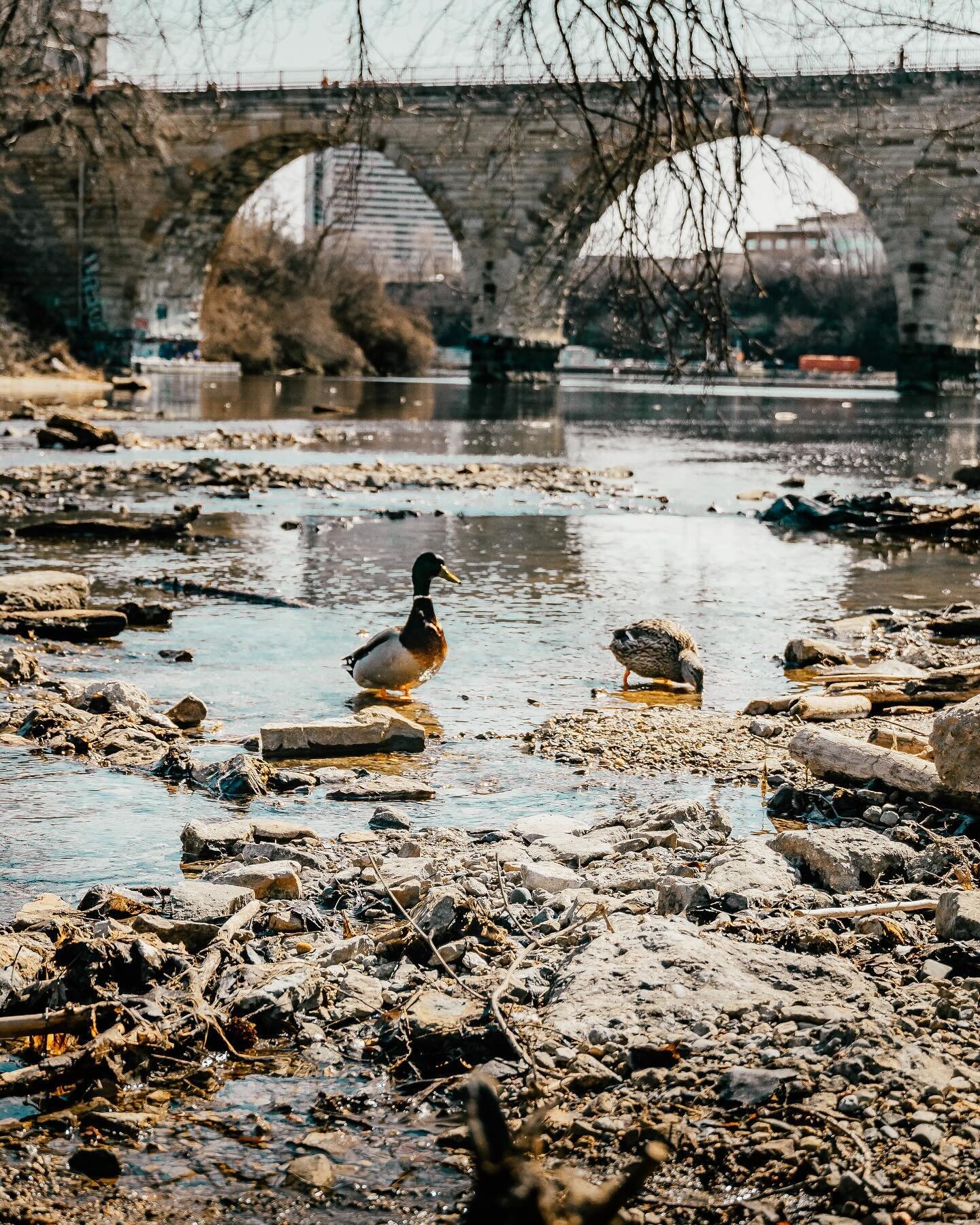 Spring adventures in Minneapolis 🦆
.
Shot on @sonyalpha edited in Lightroom