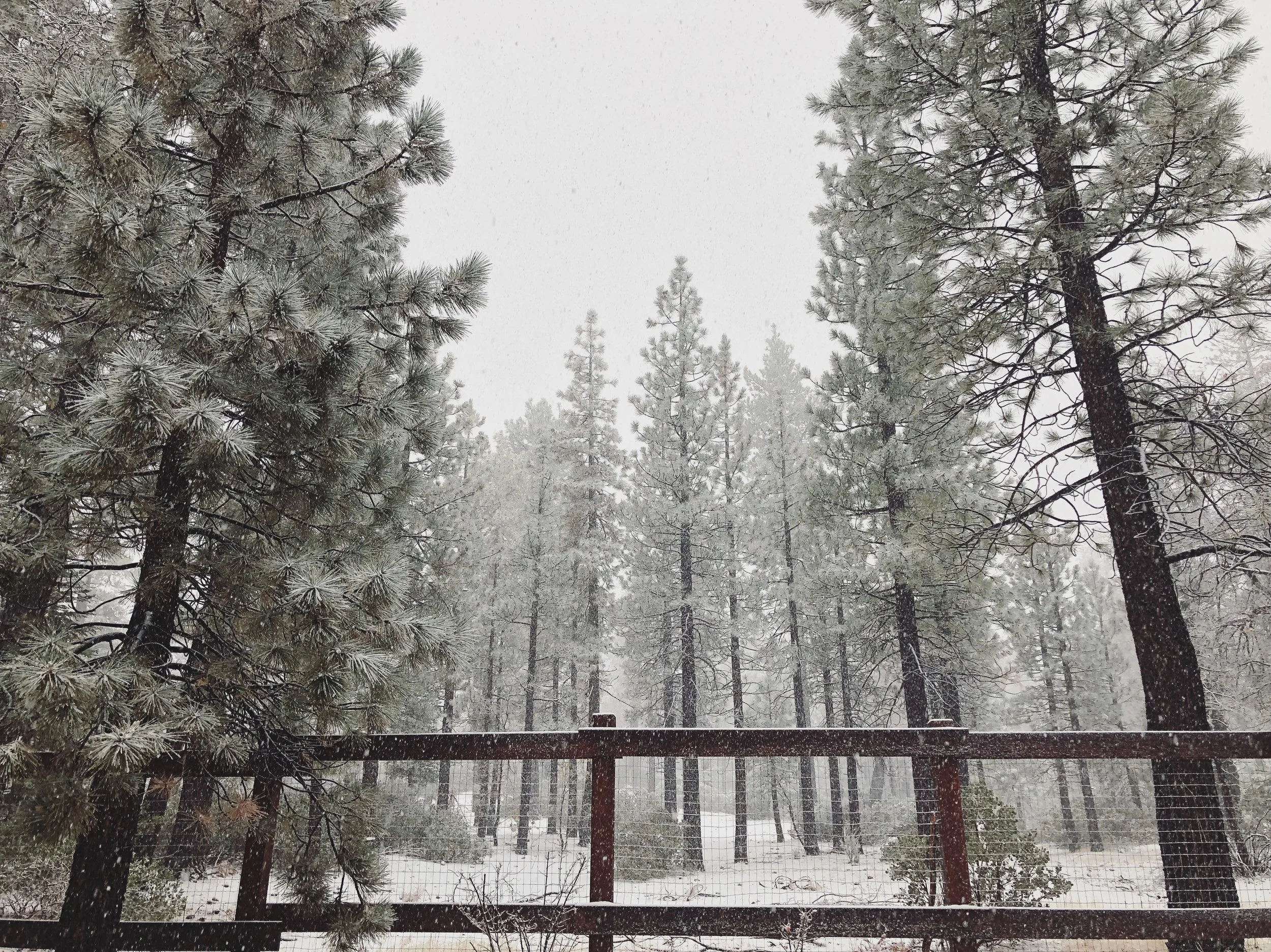  Backyard views during a snowstorm.  