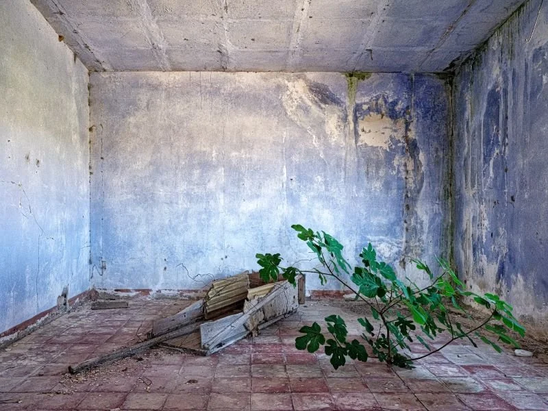 Untitled+%28Blue+Room+with+Fig%29