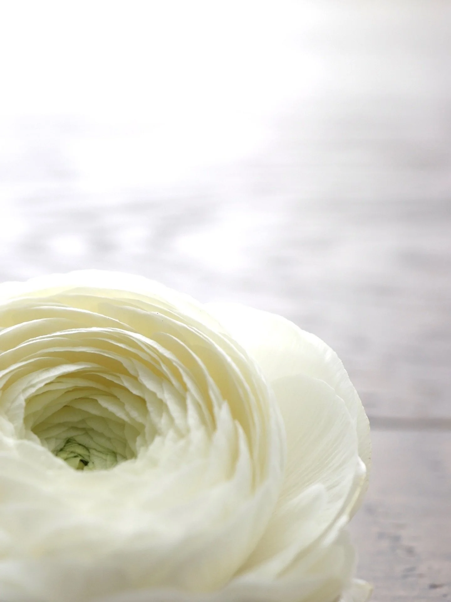 layers 🤍

hello Spring, you&rsquo;re my favorite :)