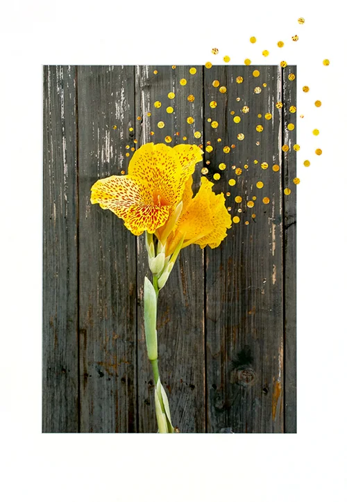 Yellow Iris