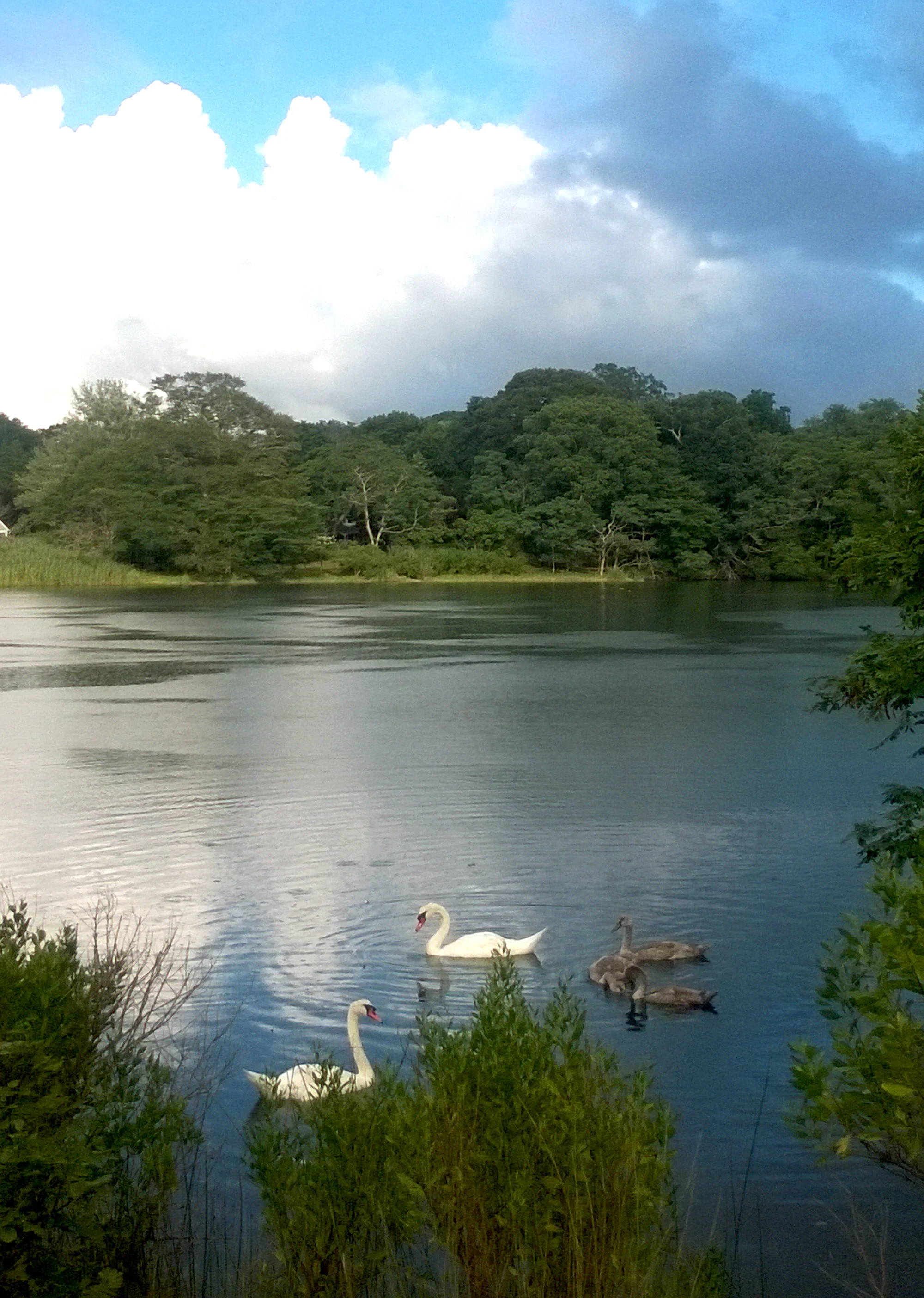 Swans before the storm