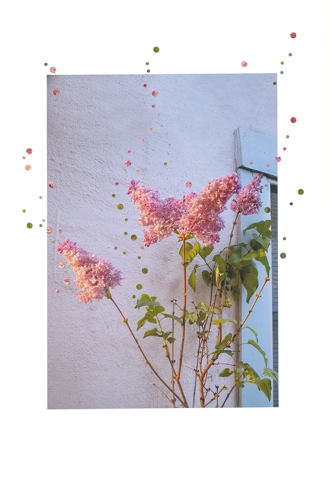 4 Lilacs, 2 Lights