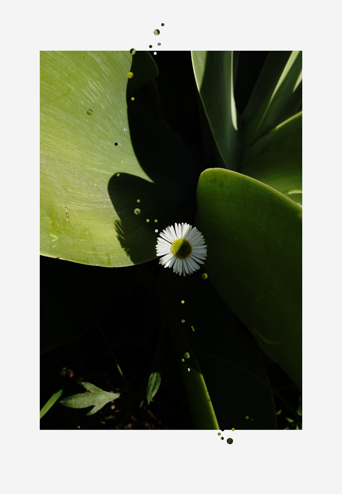 Cactus Flower