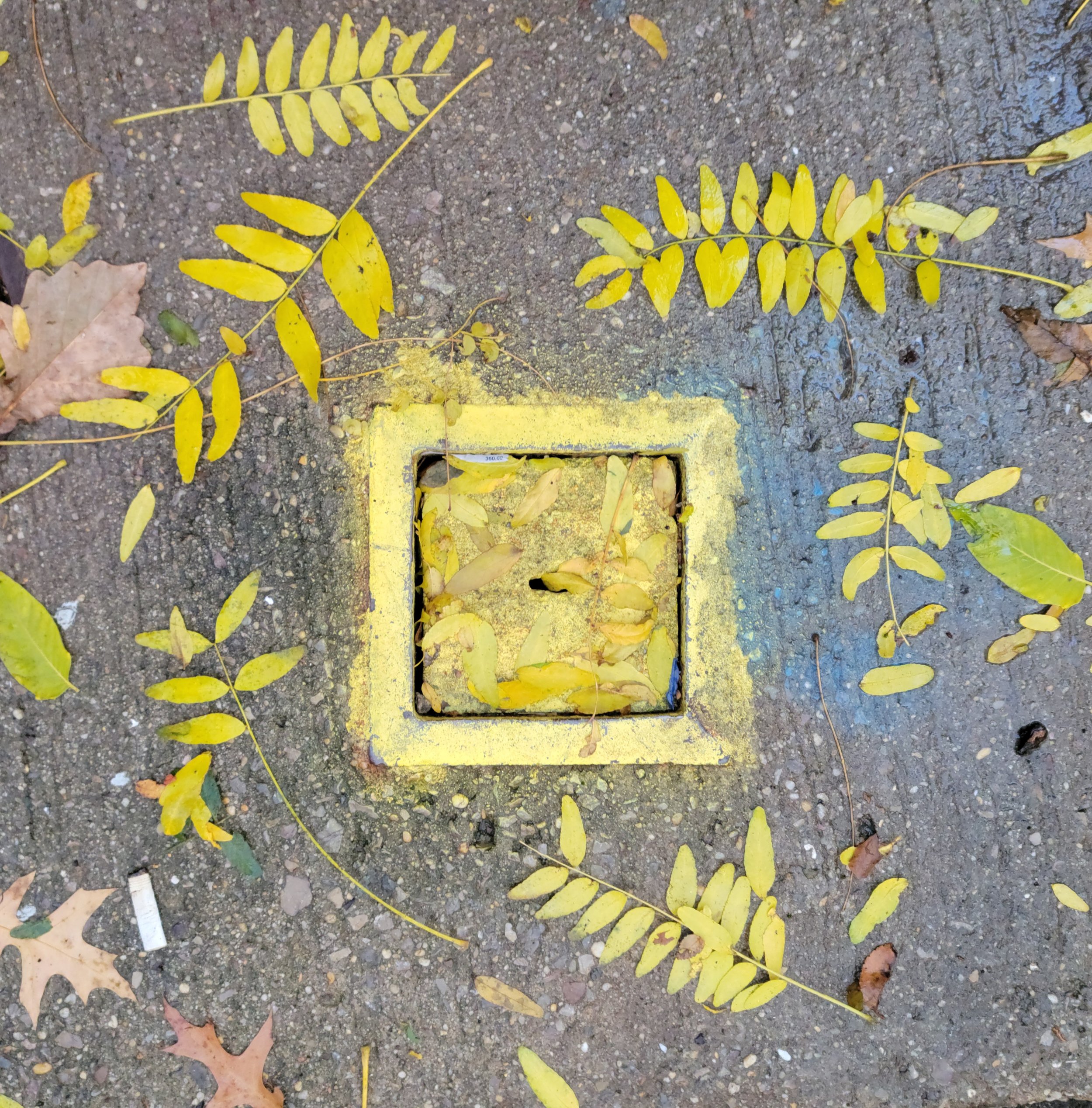 Yellow Square