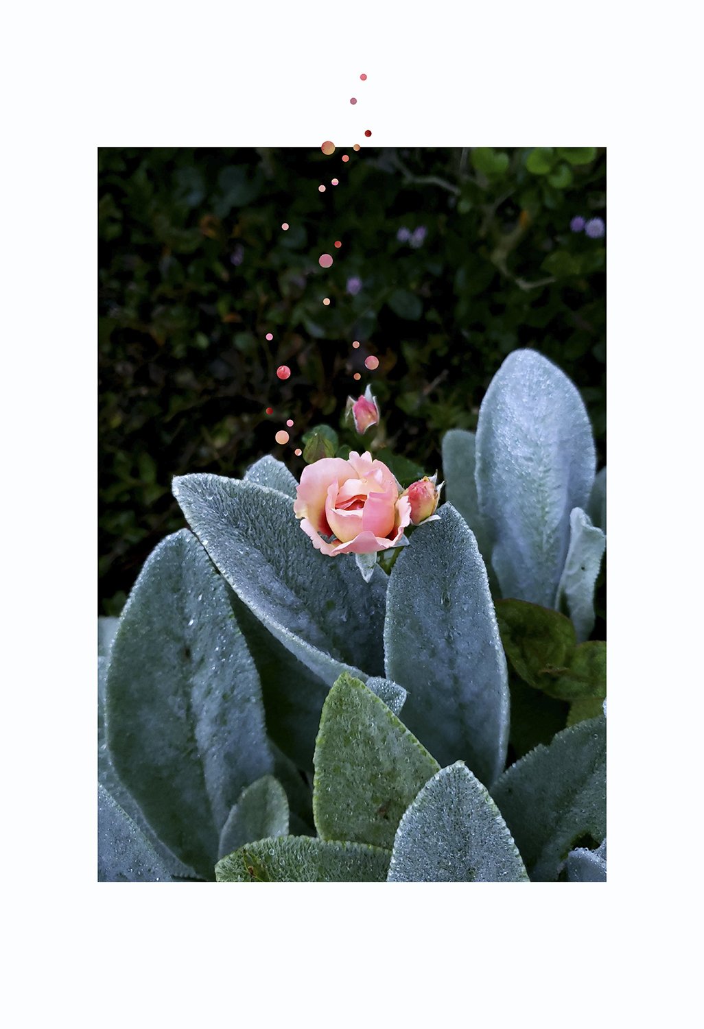 Cactus Blossom