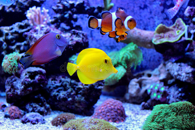tropiska-fiskar-i-marin-akvariumbehållare-88621866.jpg