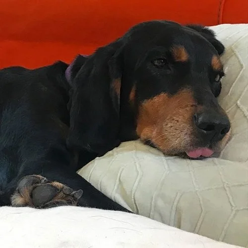 Sara pup in chile.jpg
