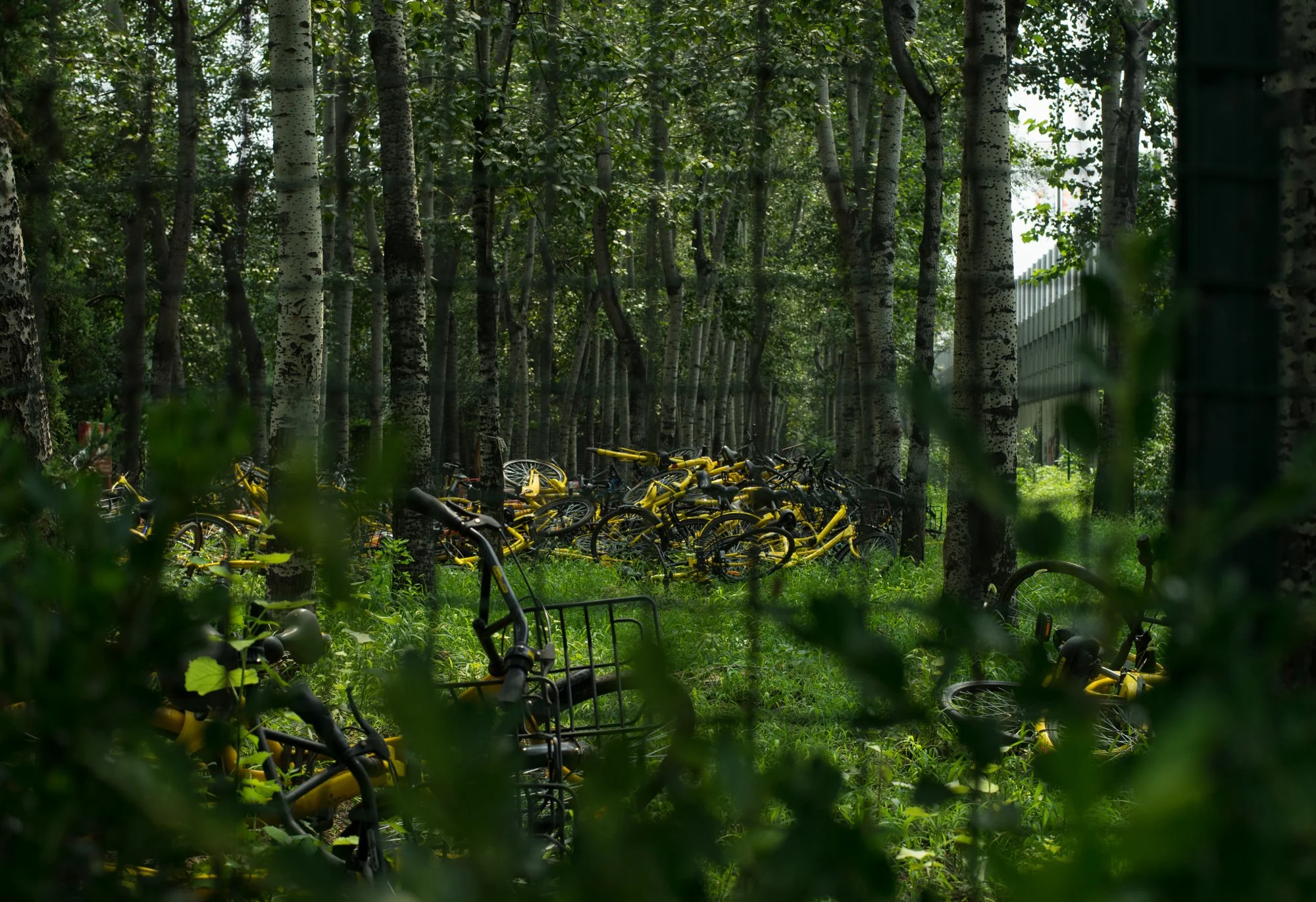 000028881536.jpg
