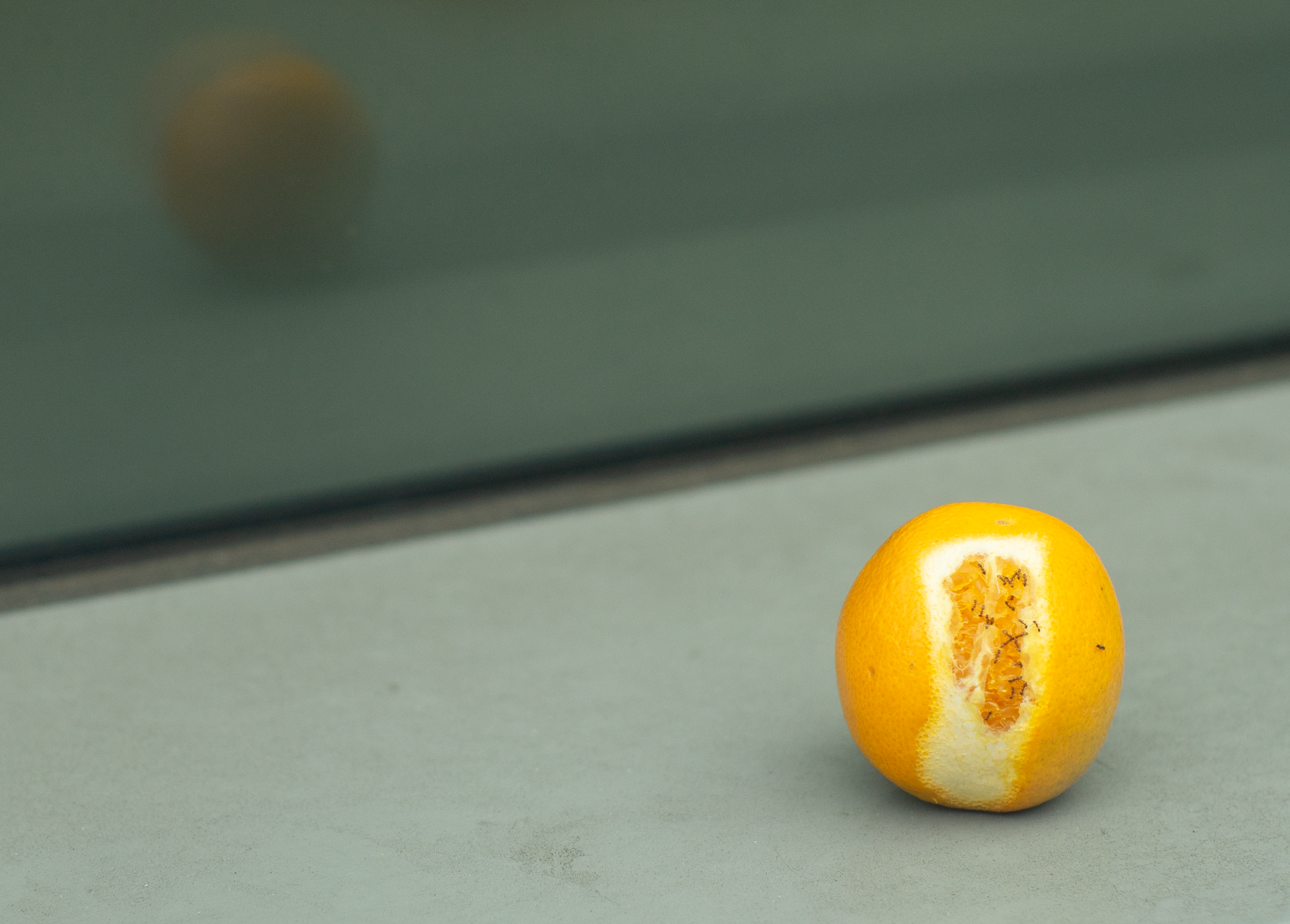 in the Hebrew it was only a fruit.png