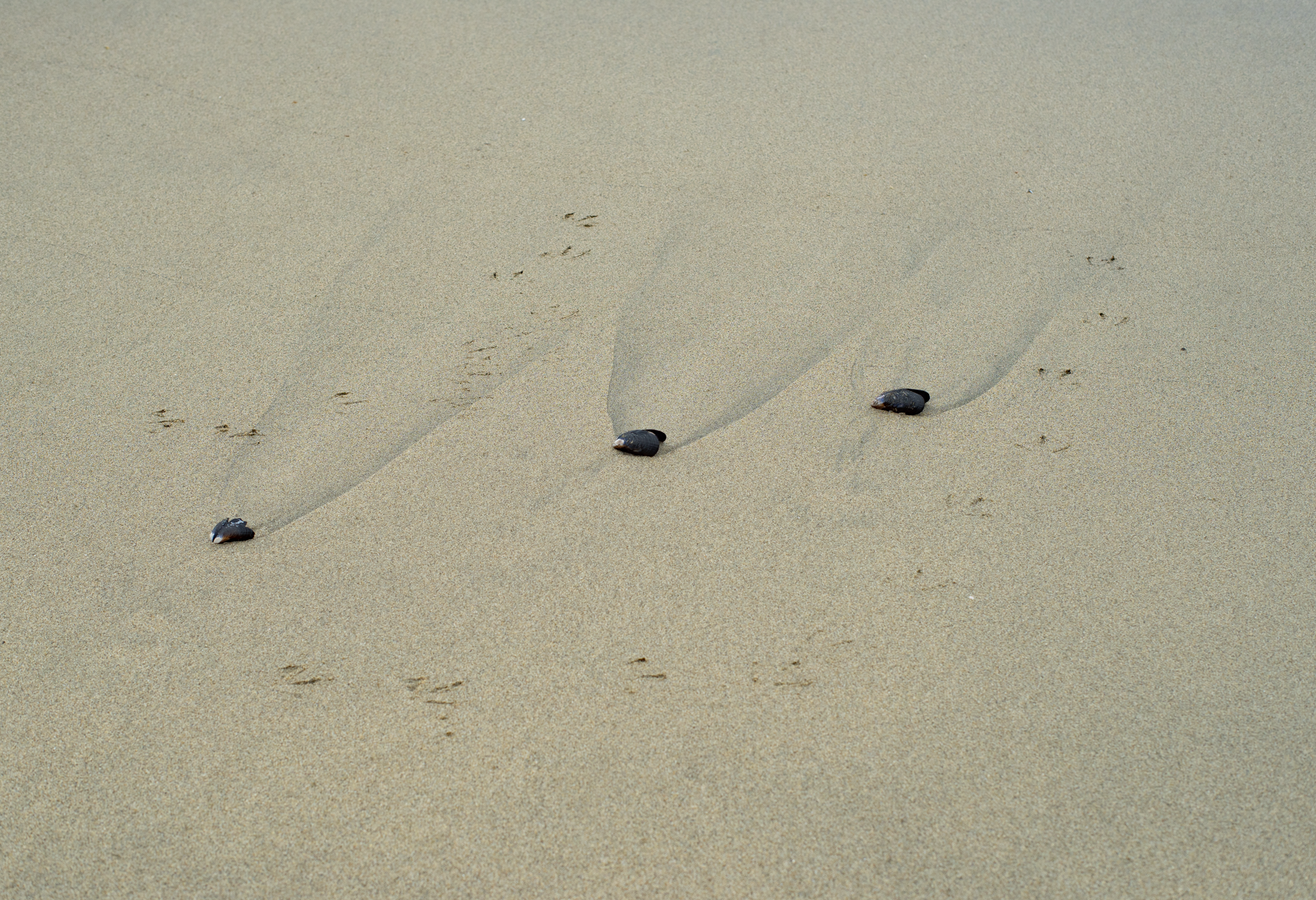 trinity on the beach.png