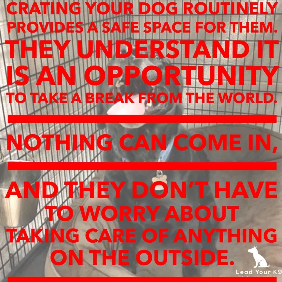 When Should I Stop Crating My Dog Lead Your K9