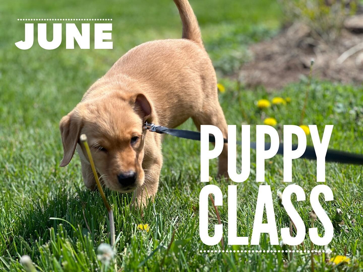 Contact us about our all new Puppy Class starting in June! 

Email - leadyourk9@gmail.com