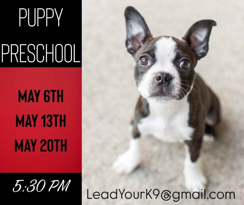 Come join us at our next Puppy Preschool Class!
Tuesday, May 6th @5:30 pm
This 3 week group class is all about how to successfully raise your new puppy. We cover EVERYTHING puppy! We focus on building engagement by playing fun relationship & re