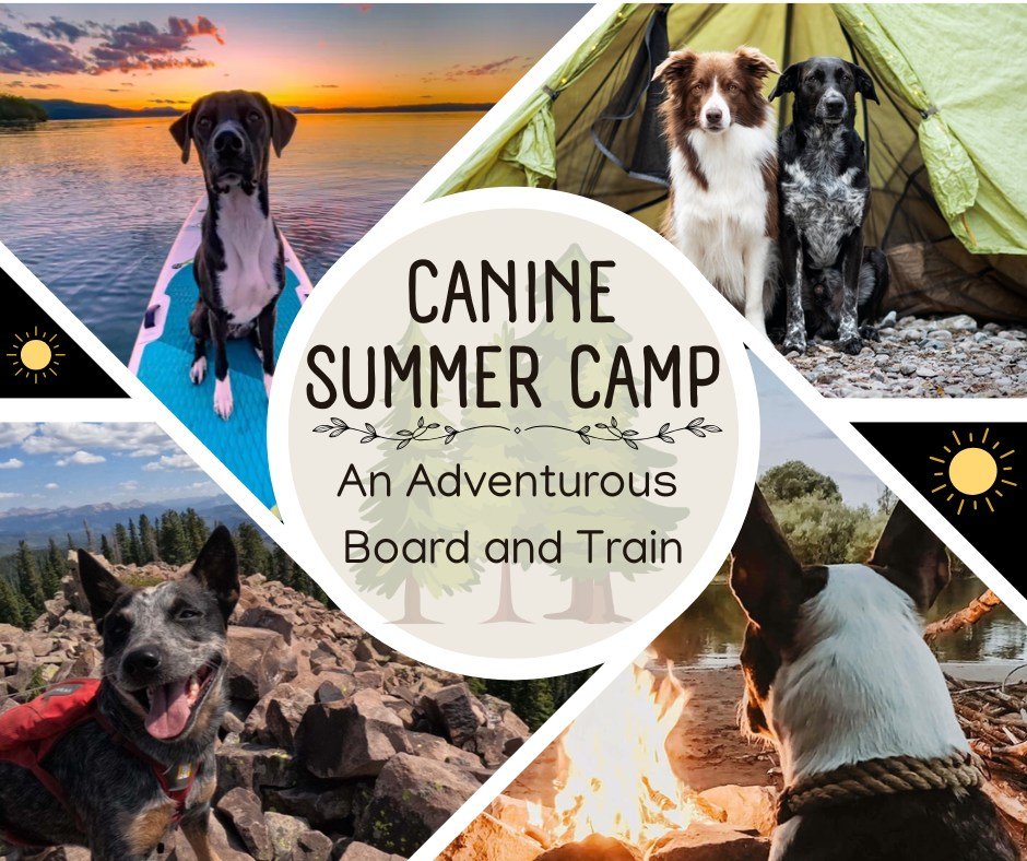 Coming Soon! Canine Summer Camp 🐾
Have your pup join the Trainers at Lead Your K9 for a One Week Adventurous Board & Train Program!
For one week in July and one week in August, we'll be embarking on a new adventure. We're taking the training