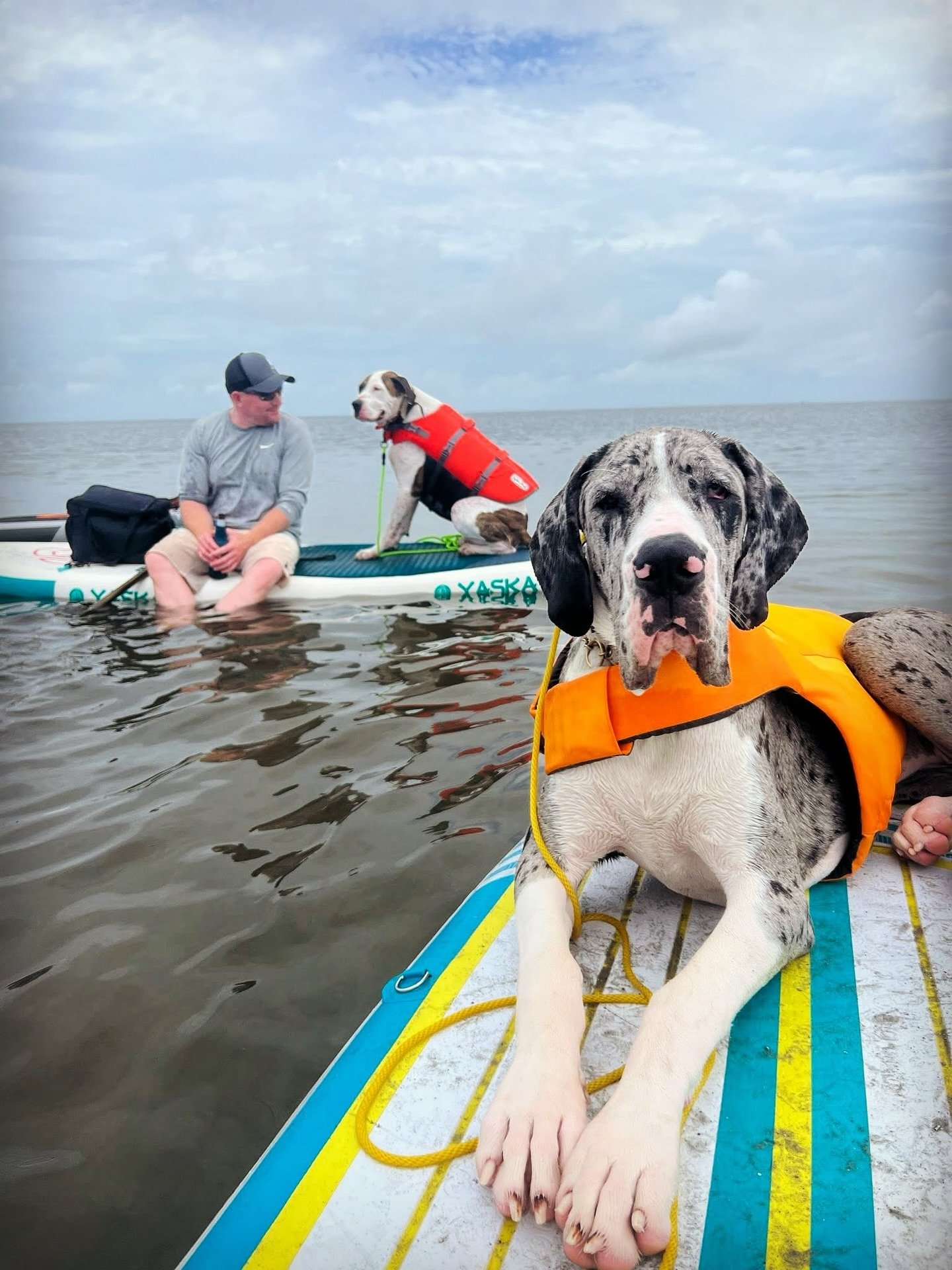 Former Enrichment Pups Tank and Pearl say Happy Friday! They just got back from a trip to the Outer Banks, and had a blast out on the water.
Tank & Pearls’s owner moved too far away to continue their enrollment in our Canine Enrichment C