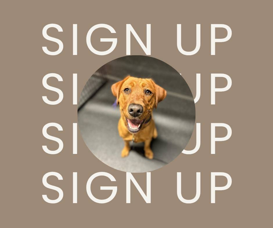 Don't forget to SIGN UP!
We have three more events in June before we head into July.
➡HUNT GAMES- 6/23 @ 6 pm
➡LOOSE LEASH WALKING- 6/24 @ 6pm
➡PLAY WITH YOUR DOG- 6/30 @ 6 pm
All events are $40 for you & your pup, and you can sign up by filli