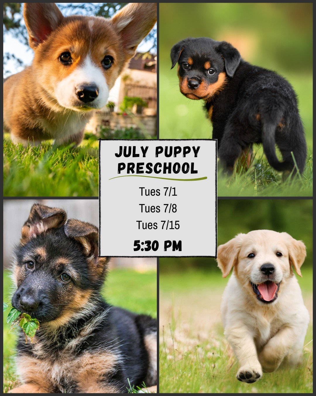 There's still time to sign up for July's Puppy Preschool Class! It starts Tuesday, 7/1 @ 5:30 pm 🐾
This 3 week group class is all about how to successfully raise your new puppy. We cover EVERYTHING puppy! We focus on building engagement by playing