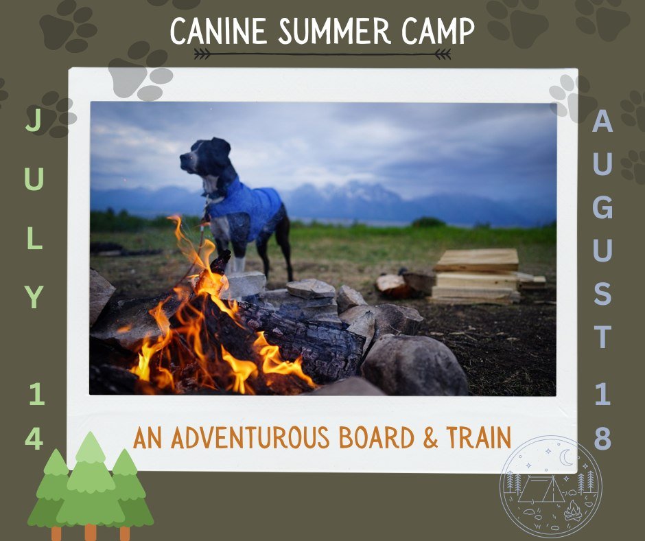 We are less than 2 weeks away from our FIRST Canine Summer Camp: An Adventurous Board & Train! DON'T MISS OUT! Sign Up Today!
Ready to take your dog’s training to the next level — in the great outdoors? Join us for Canine Summer Cam
