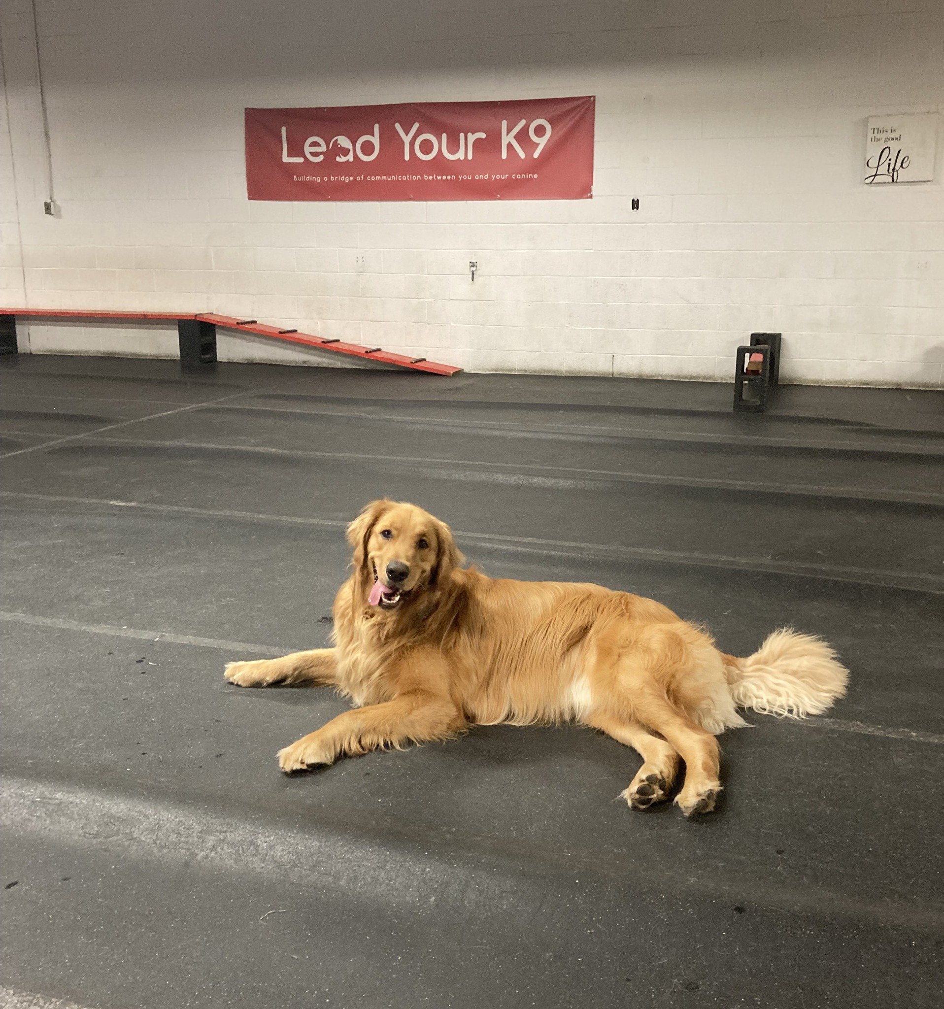 🐾LEAD YOUR K9 is currently looking for a motivated, hard working, and enthusiastic team player to join our pack. Only requirement? MUST LOVE DOGS.
We're hiring for a part time kennel tech and we'd love to hear from you if you would enjoy the follo