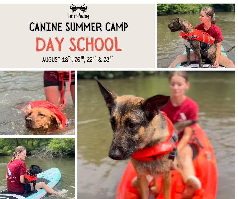 Our Canine Summer Camp- An Adventurous Board and Train Program is going SO WELL. We thought- how can we get more people (and dogs) to experience this? Well, here it is!
🐾Canine Summer Camp: DAY SCHOOL Edition🐾
Ready to build a more adventurous, c