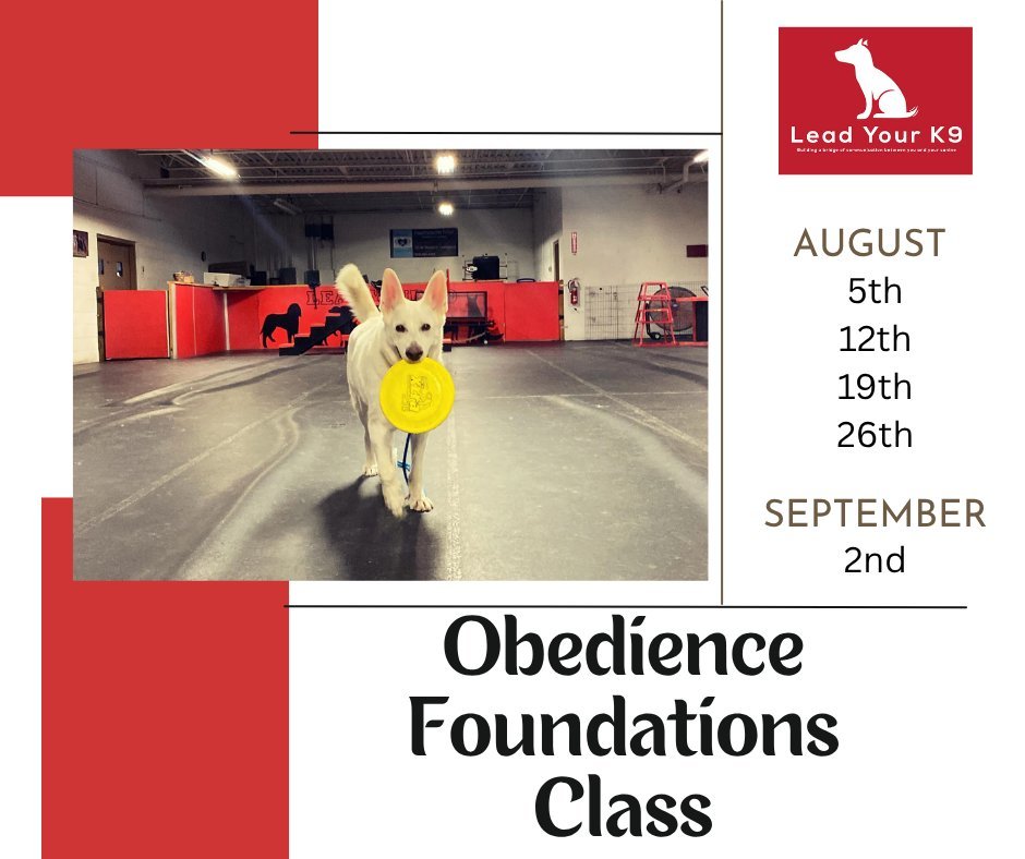 We’ve picked the date to start our next Obedience
Foundations Class- August 5th!
Obedience Foundations Class is a 5 week program that meets on Tuesdays at 6:30 pm. In this group class we work on the foundational pieces of building obedience as