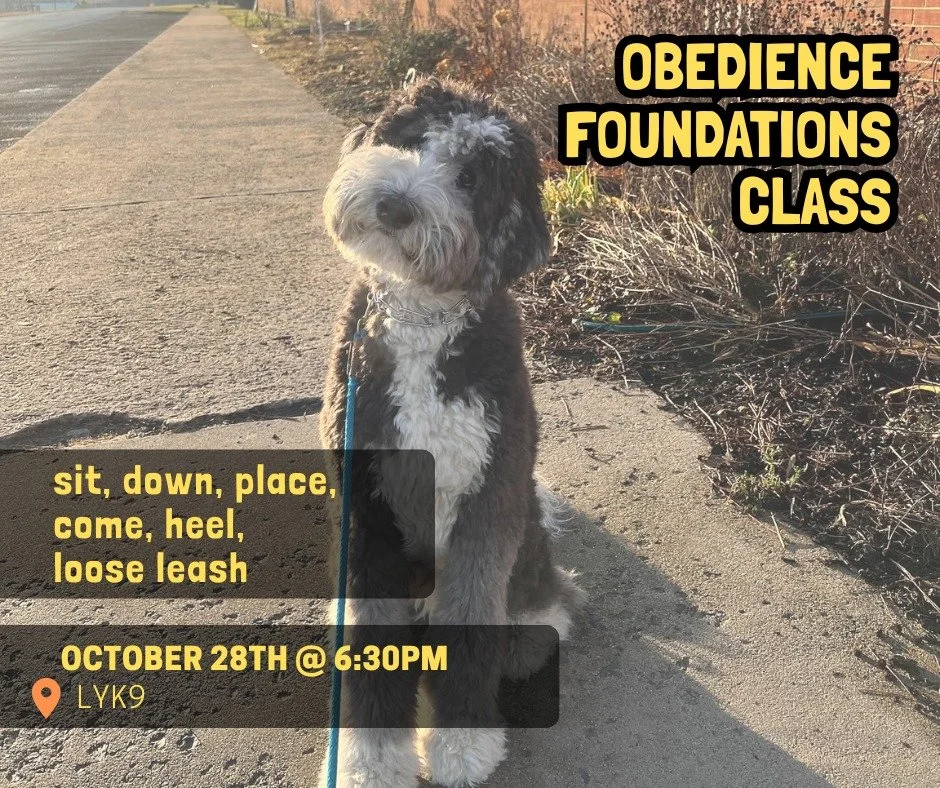 There's still time to join our next Obedience Foundations Class starting Tuesday, October 28th!

Obedience Foundations Class is a 5 week program that meets on Tuesdays at 6:30 pm. In this group class we work on the foundational pieces of building obe