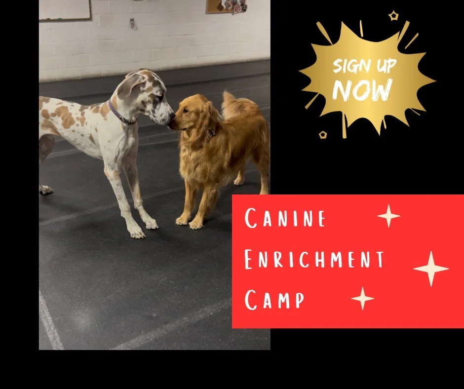 Does your dog struggle with confidence or need help learning how to better socialize? That&rsquo;s exactly why we created our Canine Enrichment Camp!

This program is designed to give dogs the tools they need to grow through safe, structured, and fun