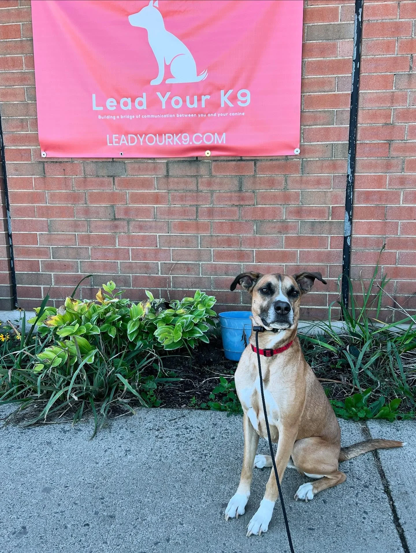 Boarding Spotlight 🌟 Ollie 

Ollie is a 5 year old Mixed Breed 

He came to us September of 2024 for a Board &amp; Train program- which he excelled in! Ollie is from Brooklyn, New York but his wonderful owner continues to board him with us when she 