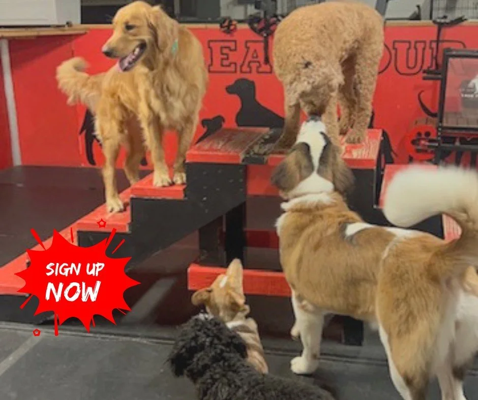 🐕 CANINE ENRICHMENT CAMP 🐕

Does your dog struggle with confidence or need help learning how to better socialize? That&rsquo;s exactly why we created our Canine Enrichment Camp!

This program is designed to give dogs the tools they need to grow thr